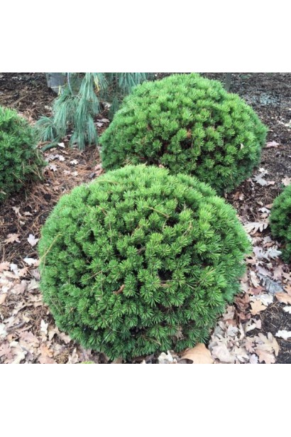 Сосна гірська Бенджамін округла форма крони